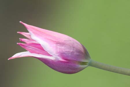 Tulipe violette 