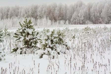Hiver enneigé 