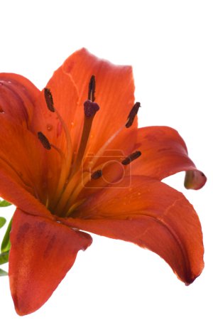 Lys rouge macro 