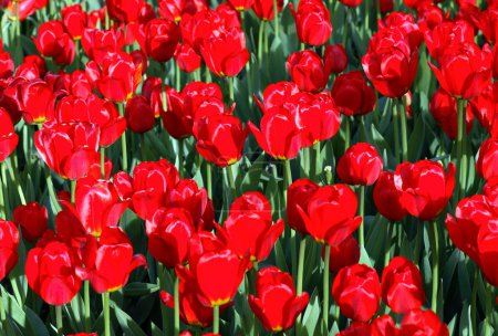 Tulipe rouge au printemps