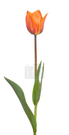 Tulipe rouge 