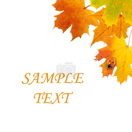 Feuilles d'érable et coccinelle 