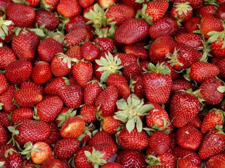 Fraise fraîche 