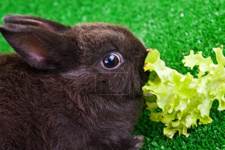Mignon lapin manger 