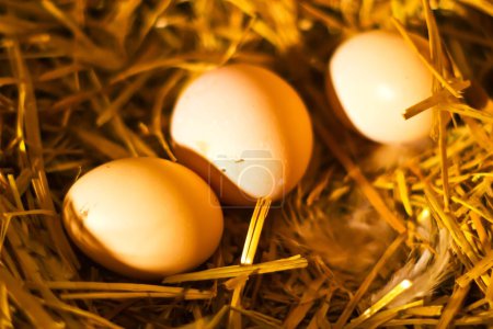 Oeufs