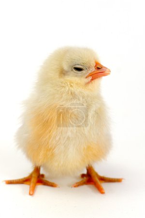 Poussin ! 