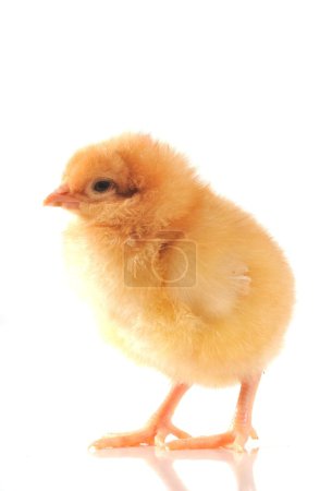 Poussin