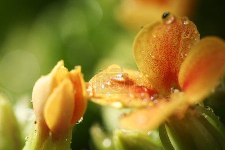 Belle fleur sauvage .