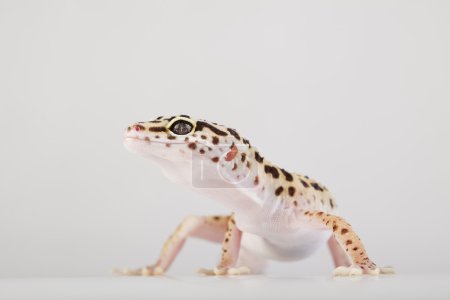 lézard