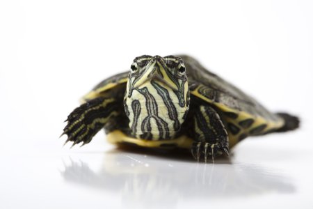 Tortue - isolée sur blanc 
