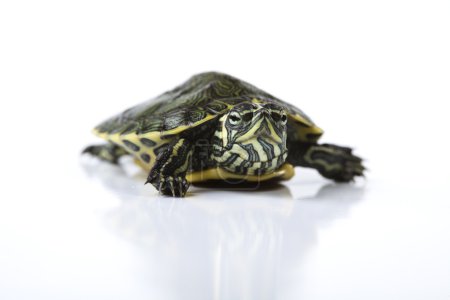 Reptile, tortue 