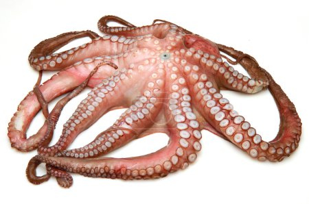 pulpo