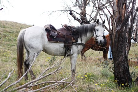 Cheval australien dans le Bush 
