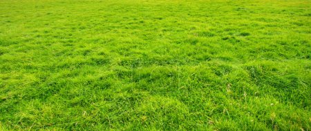Fond de prairie herbeux 