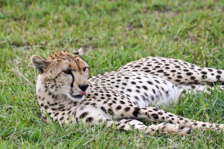 Repos de guépard sauvage 