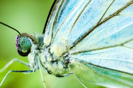 Gros plan papillon bleu 
