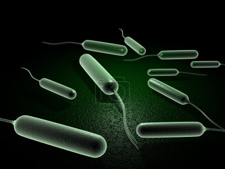 Bactéries Coli 