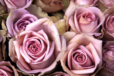 Roses Vintage
