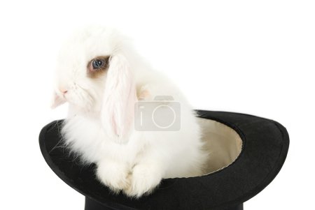 Lapin en chapeau noir 