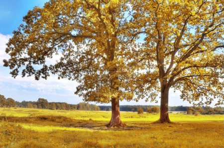 Paysages d'automne .