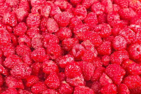 Beaucoup de framboises rouges fraîches 