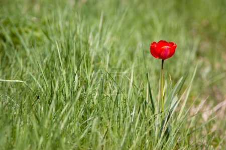 Fleur rouge sur herbe verte 