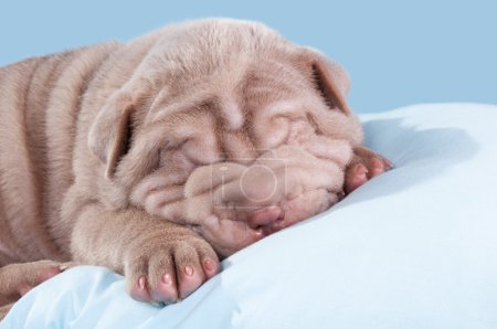 Chiot de Dogue de Bordeaux (mastiff français) ).