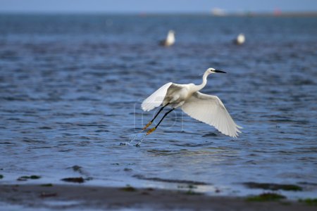 La petite aigrette décolle 