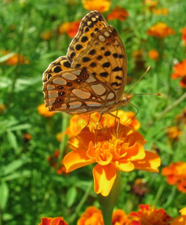 Papillon brun 