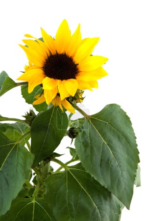 Fleurs de soleil jaunes 