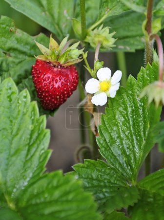Fraise sauvage à la fleur 