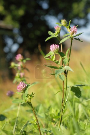 Trèfle rouge / Trifolium pratense / 