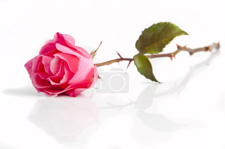 Rose !