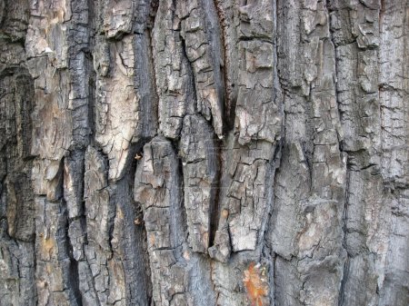 Texture écorce d'arbre