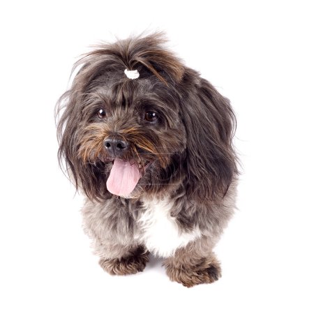 Bichon haletant 