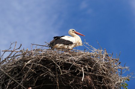 Cigogne blanche 