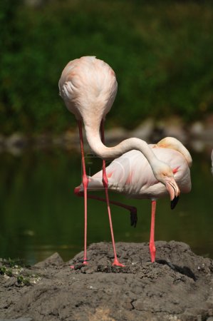 Flamants roses 
