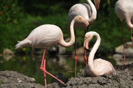 Flamants roses 