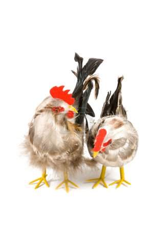Poulet isolé sur fond blanc