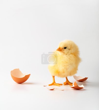 Petit poulet 