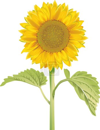 Tournesol