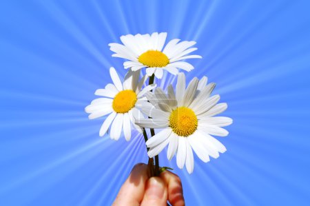 Main tenant une marguerite 