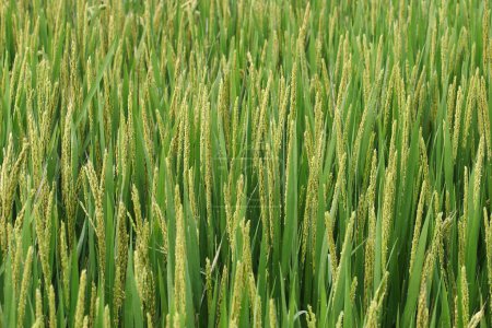 Agriculture, riz 