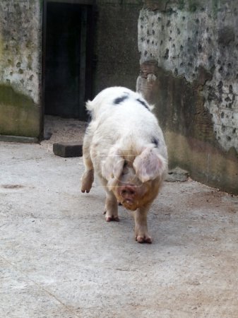 Gros cochon rose 