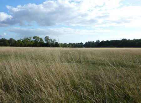 Vue sur la forêt de Hainault 