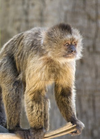 Singe capucin 