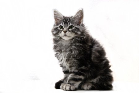 Découpage d'une séance Main Coon Cat 