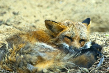 Renard roux endormi (vulpes vulpes) )