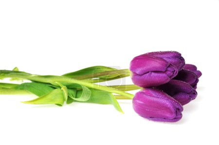 Tulipes violettes 