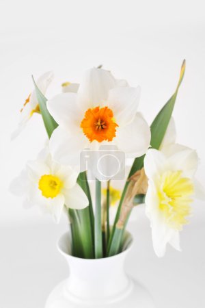 narcisses en fleurs 